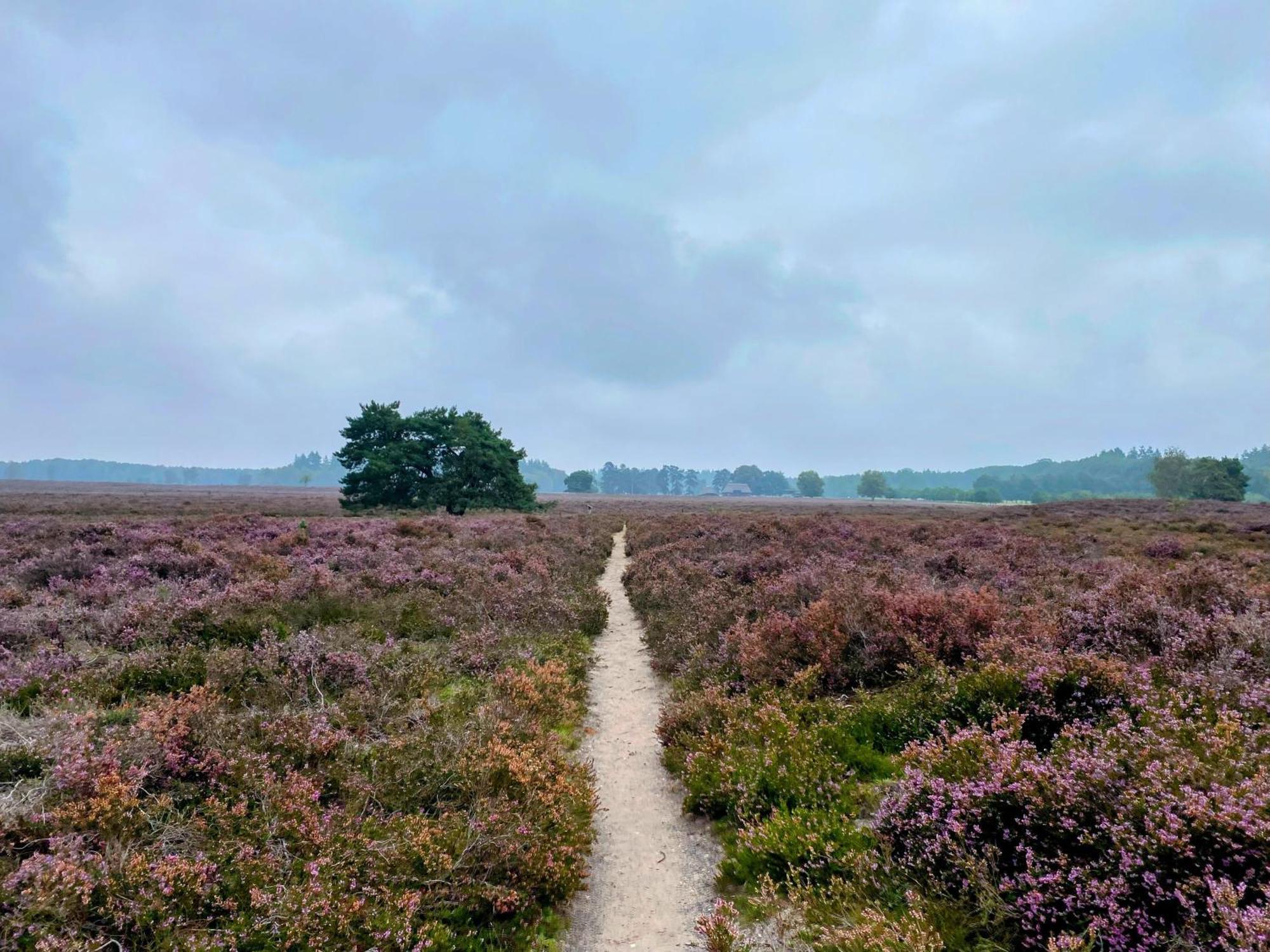 Huisje Aan De Bosrand - Veluwe Epe Exterior photo