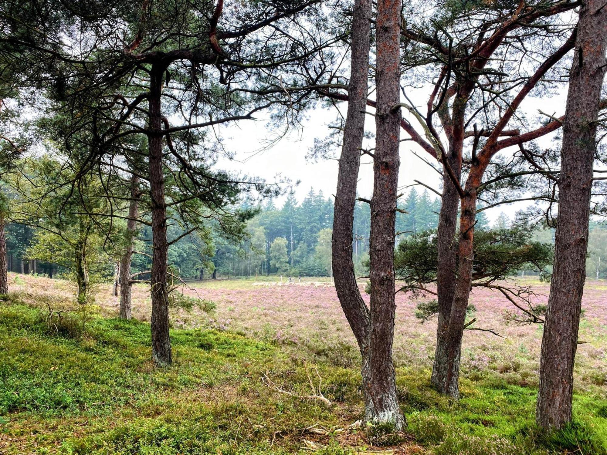 Huisje Aan De Bosrand - Veluwe Epe Exterior photo
